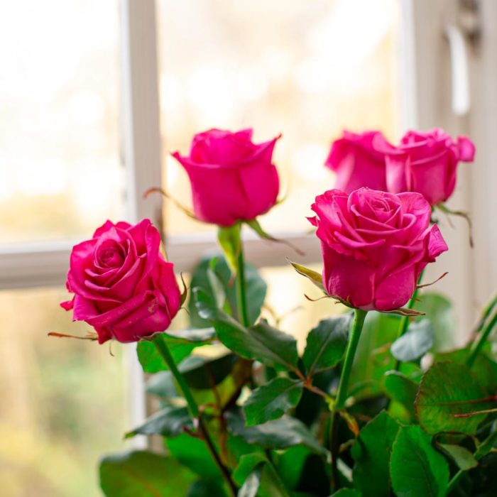 roze rozen raam