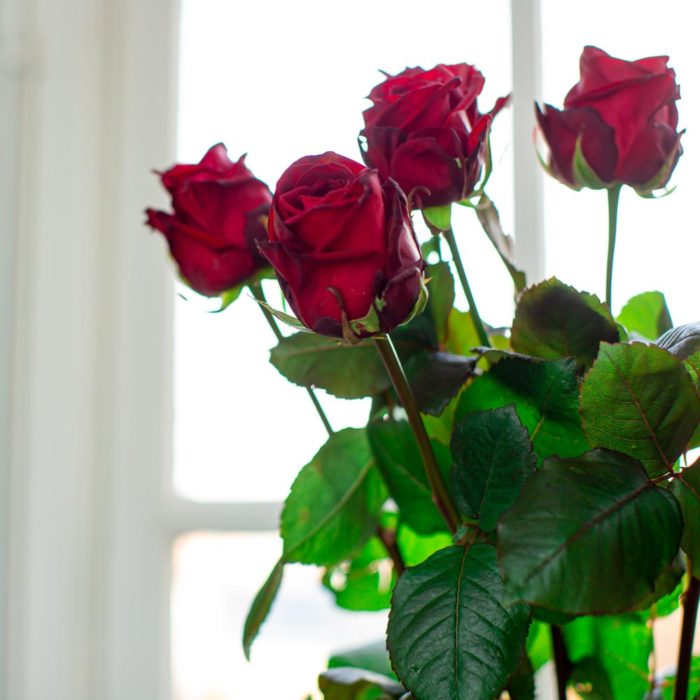 rode rozen in het raam 1